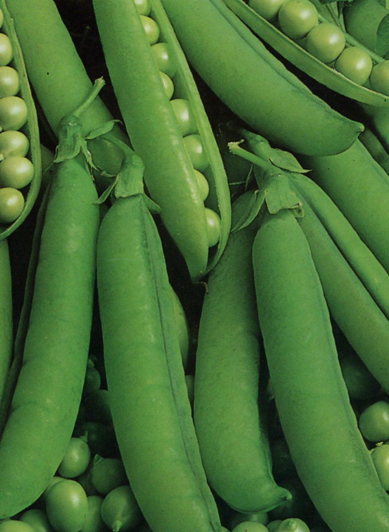 PeaAlderman